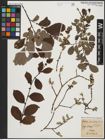 Foto von Salix aurita L.